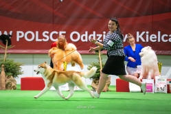 Wystawa Shelby Międzynarodowa Kielce 1.12.2024